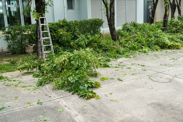 Tree Root Removal in Georgetown, PA